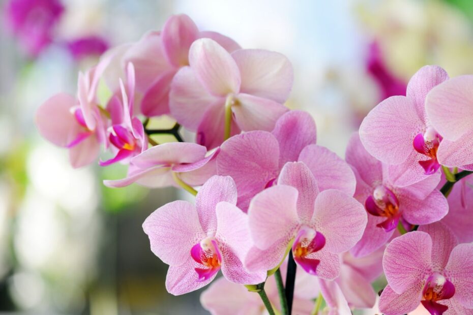 Orchidėjos