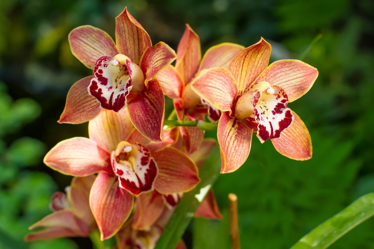 Orchidėjos
