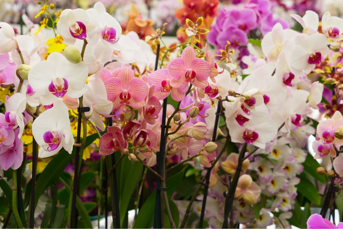 Orchidėjos