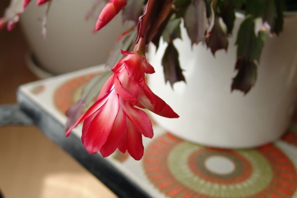 Saugios kambarinės gėlės