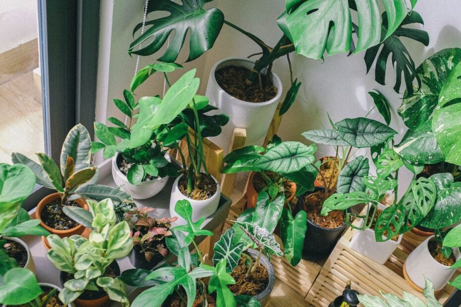 Saugios kambarinės gėlės