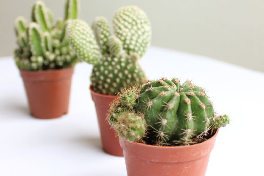 Saugios kambarinės gėlės