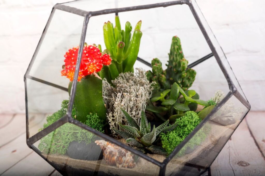 Renkamės saugius kambarinius augalus