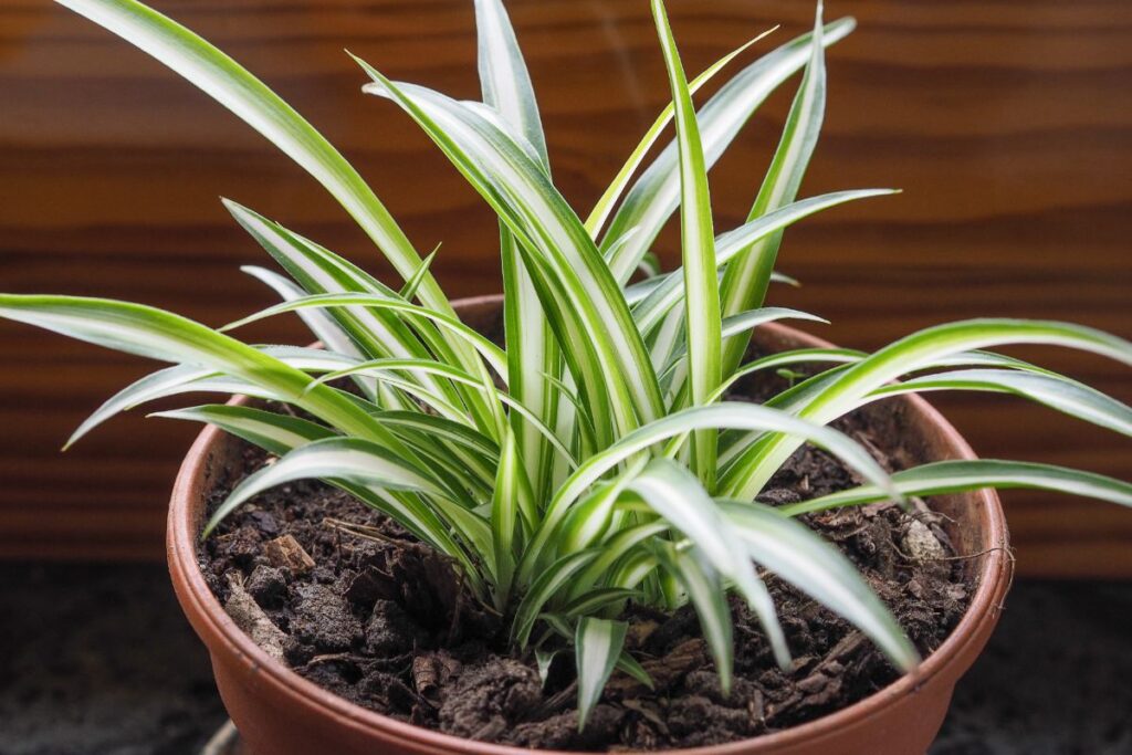 Renkamės saugius kambarinius augalus