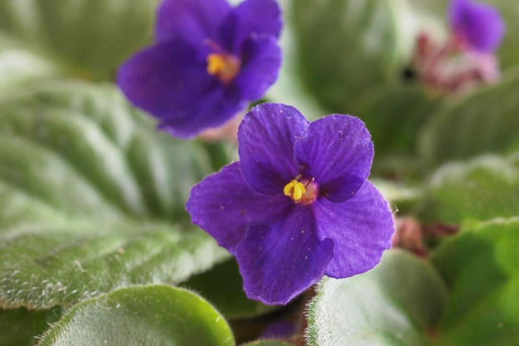 Renkamės saugius kambarinius augalus