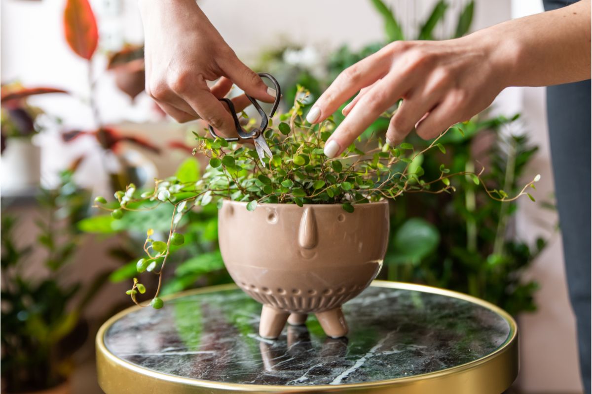 Kambarinių gėlių genėjimas ir dauginimas