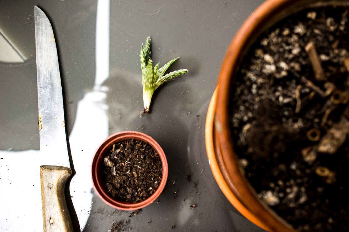 Kambarinių gėlių genėjimas ir dauginimas 