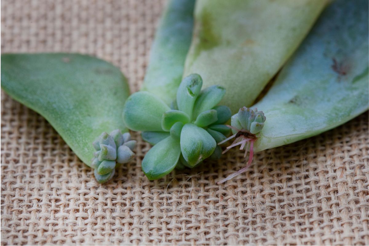 Kambarinių gėlių genėjimas ir dauginimas 