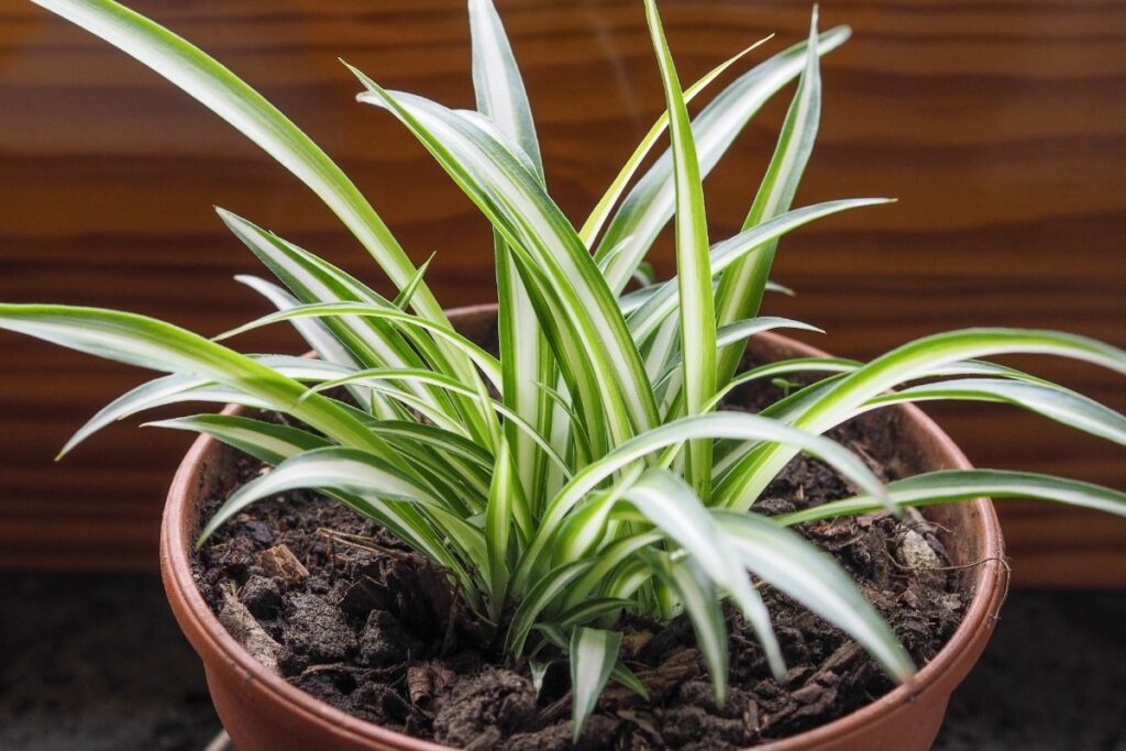 Augalai mūsų gyvenime