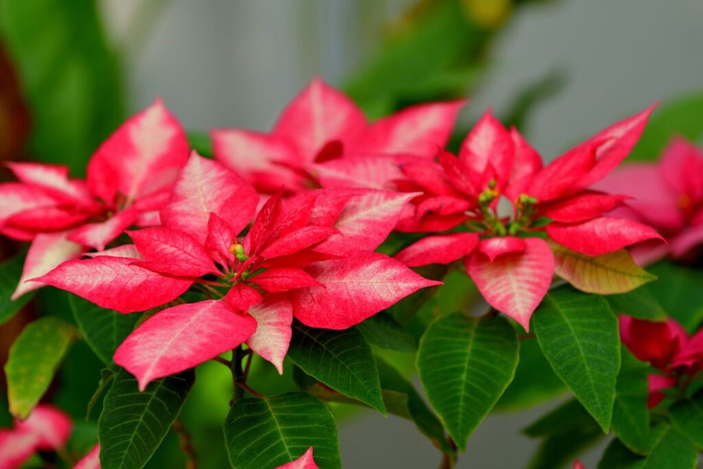 Augalai mūsų gyvenime