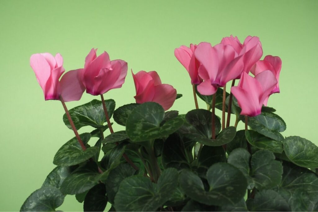 Augalai mūsų gyvenime