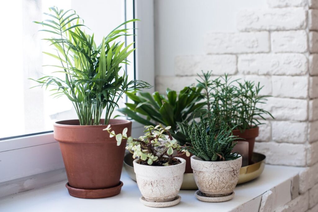 Augalai mūsų gyvenime