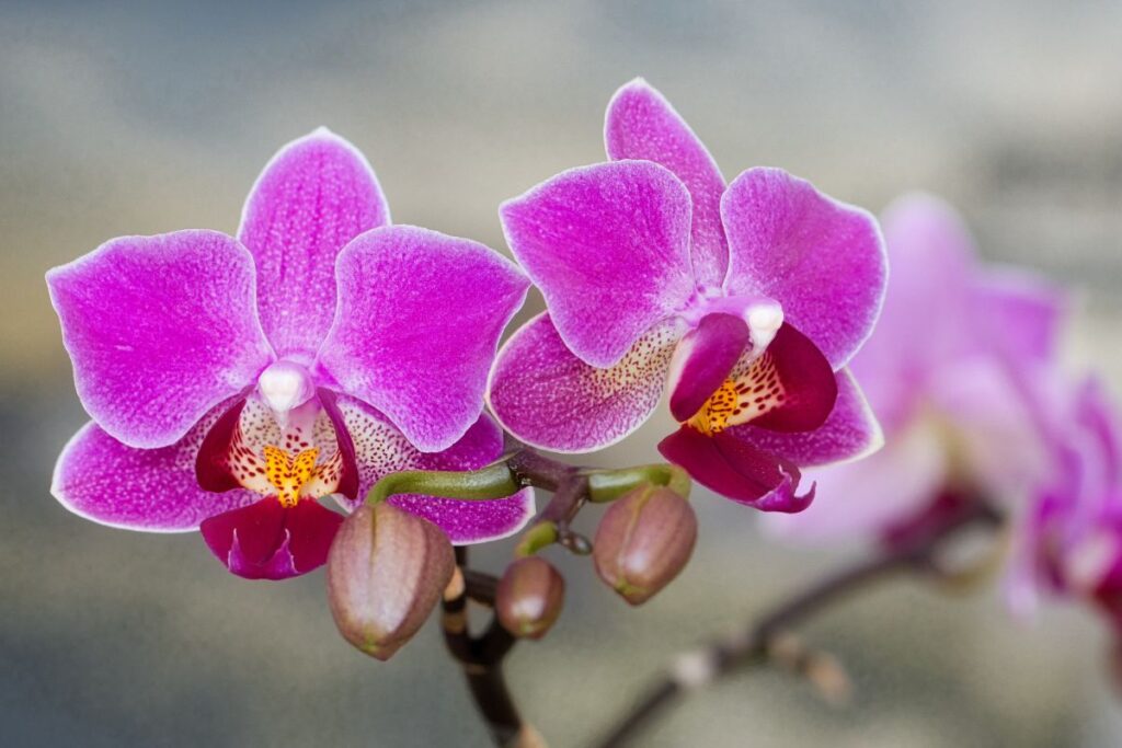 Katėms draugiški kambariniai augalai