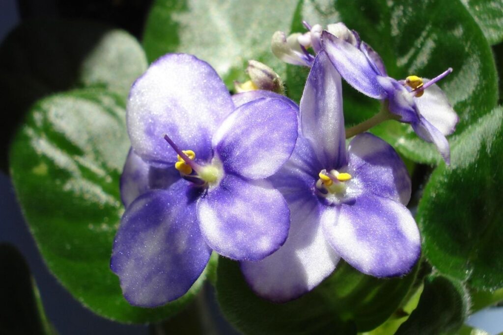 Katėms draugiški kambariniai augalai