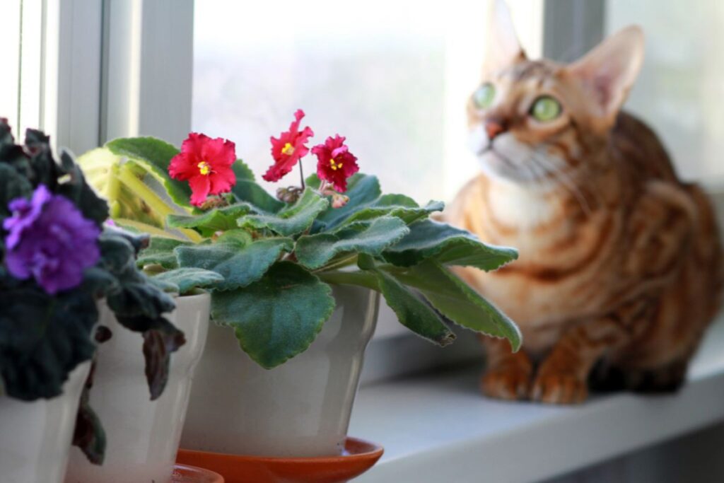Katėms draugiški kambariniai augalai