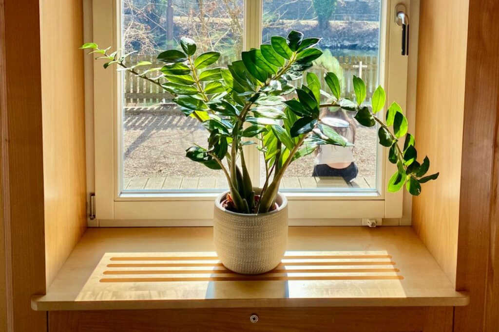 Keletas patarimų pradedančiajam gėlininkui