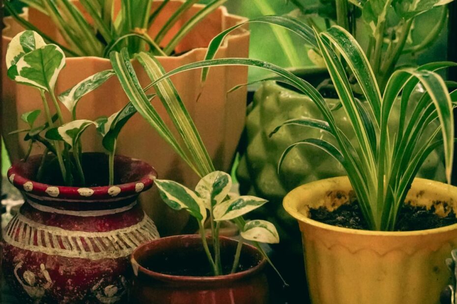 Keletas patarimų pradedančiajam gėlininkui