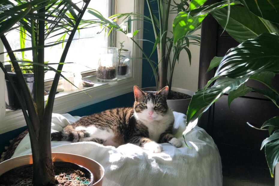 Kambarinių gėlių ramybės periodas