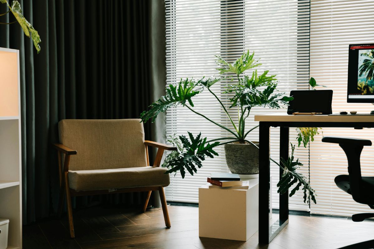 Kambarinių gėlių ramybės periodas 