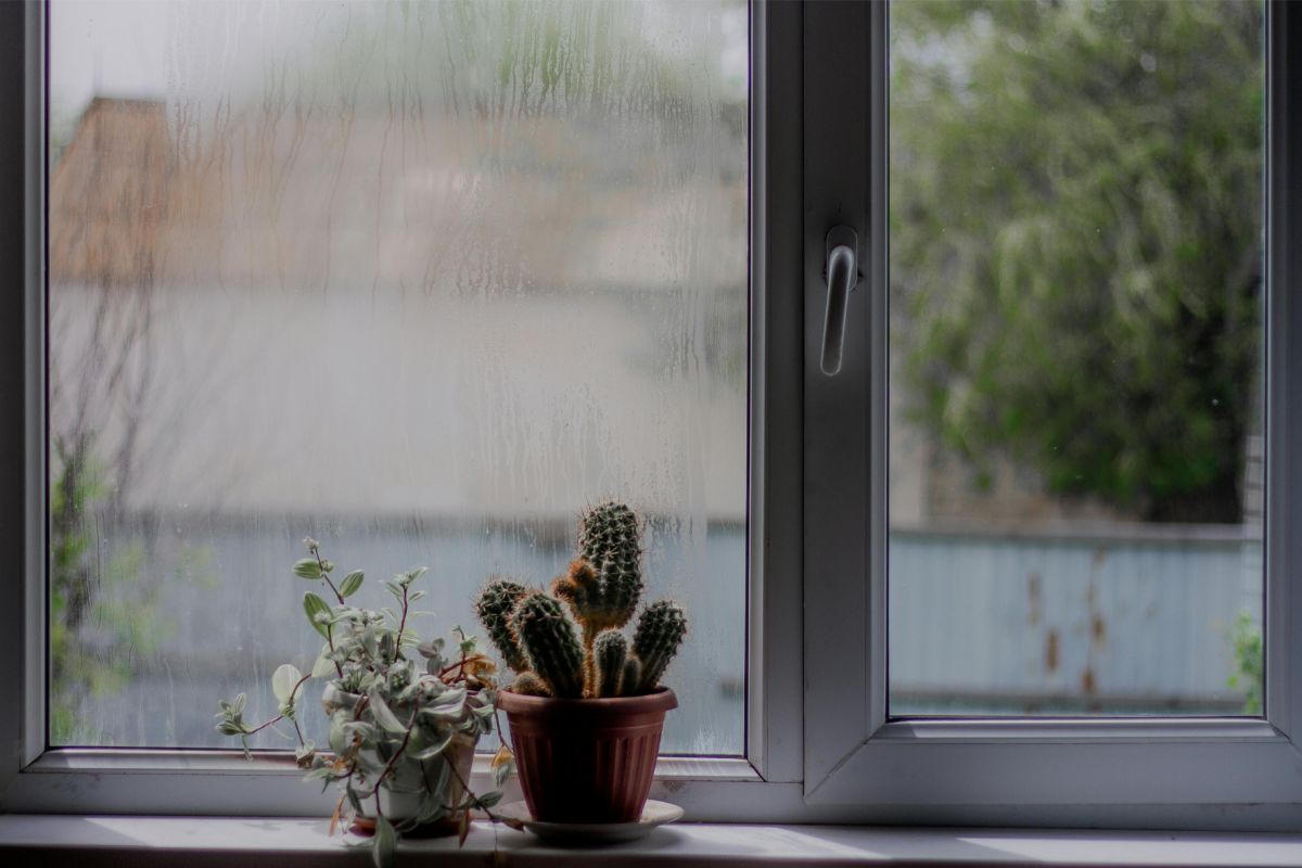 Kambarinių gėlių ramybės periodas