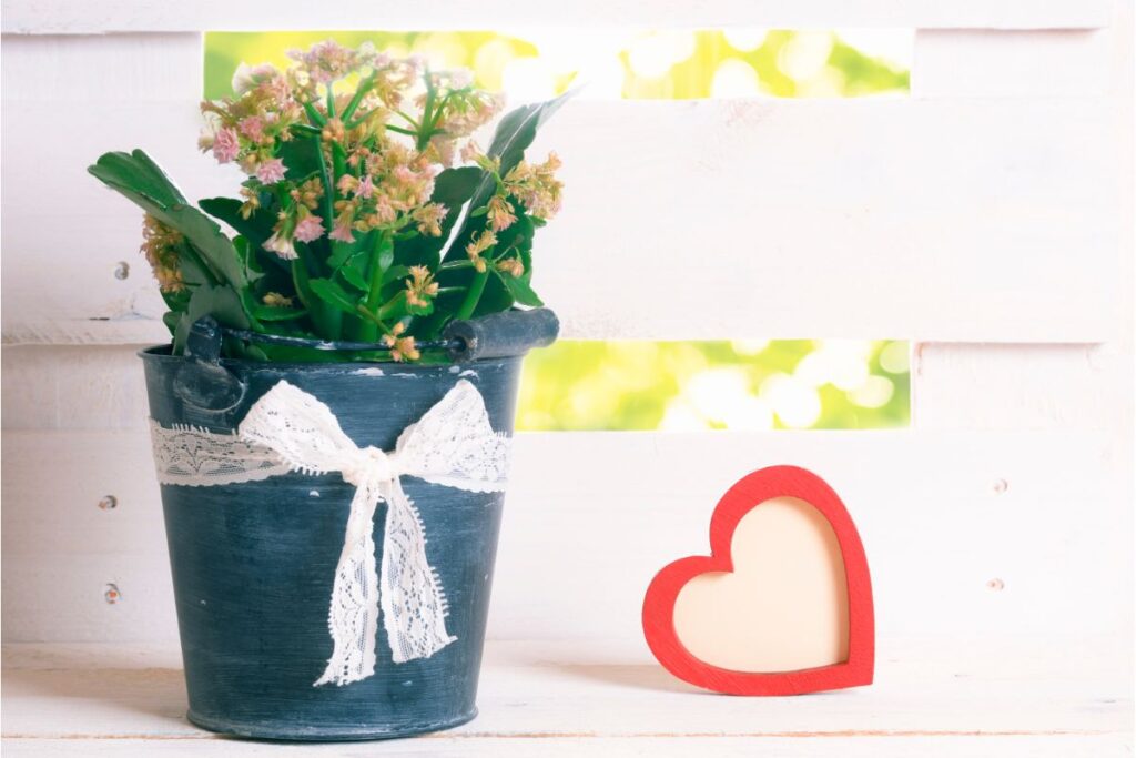 Kambarinės gėlės šv. Valentino dienai