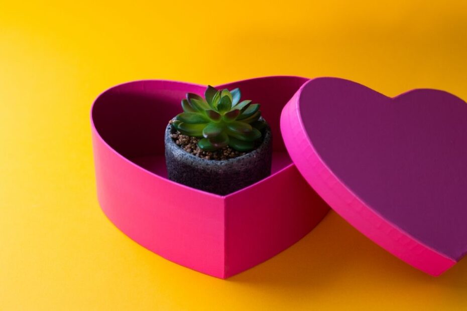 Kambarinės gėlės šv. Valentino dienai