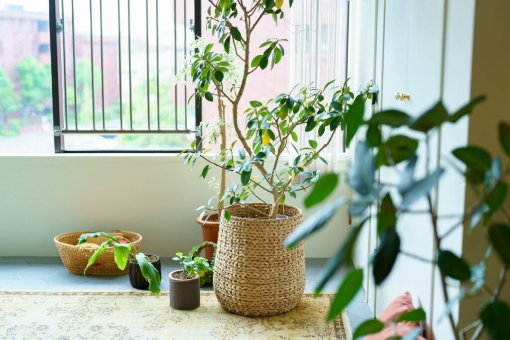 Kambarinių gėlių laistymas