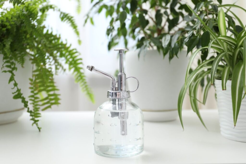 Kambarinių gėlių laistymas