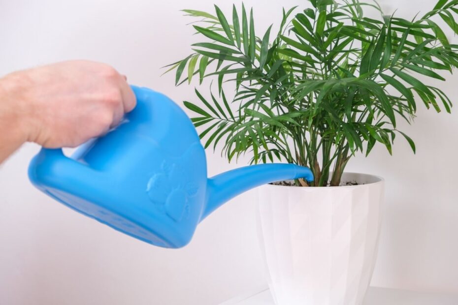 Kambarinių gėlių laistymas