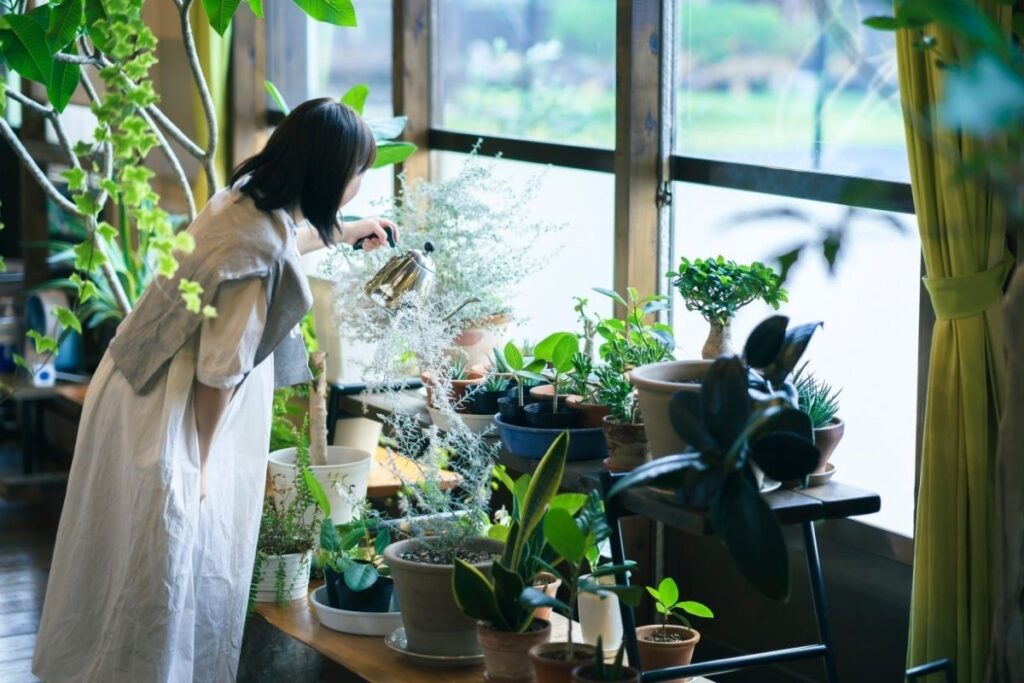 Kambarinių gėlių laistymas