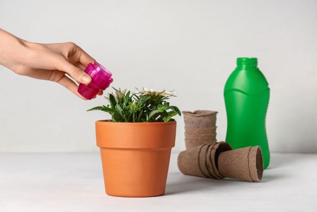 Kambarinių gėlių tręšimas