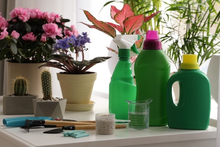 Kambarinių gėlių tręšimas