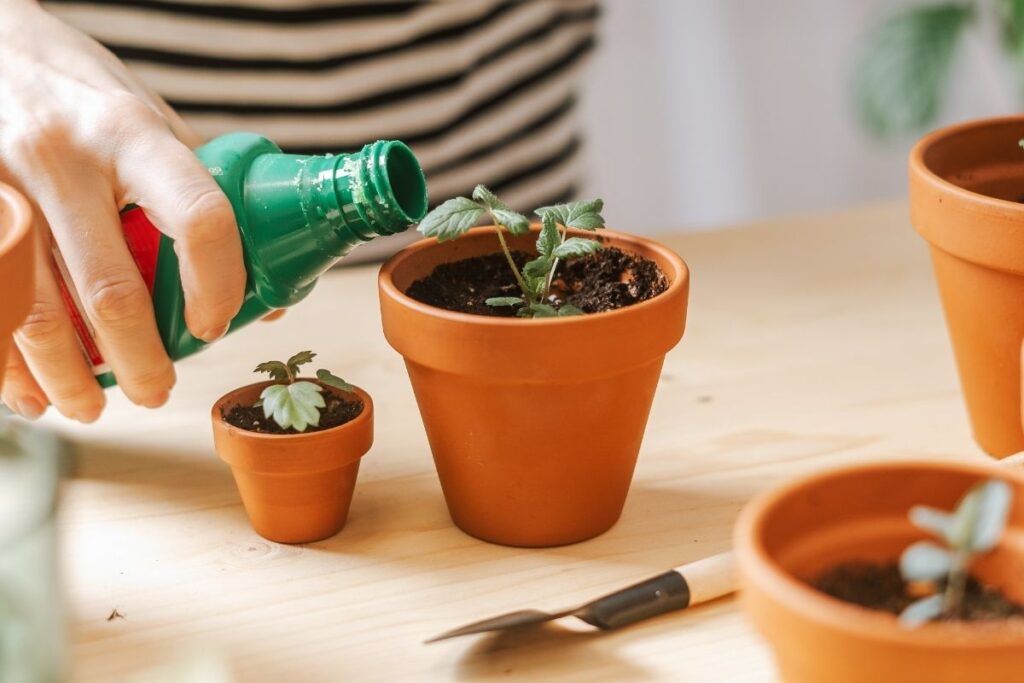 Kambarinių gėlių tręšimas