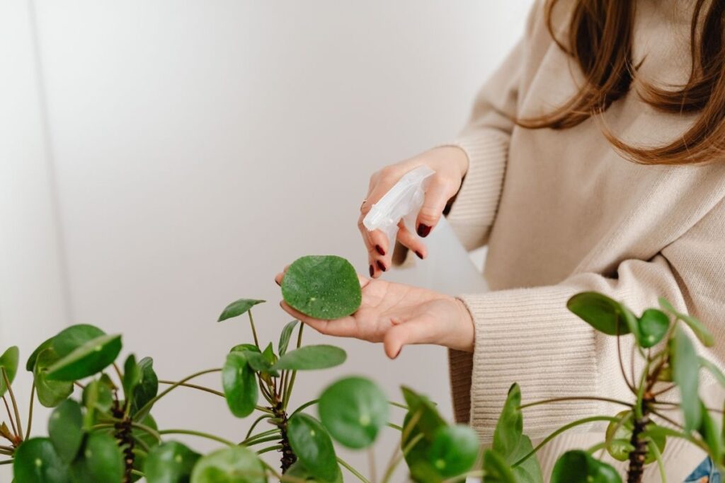 Oro drėgmė kambarinėms gėlėms