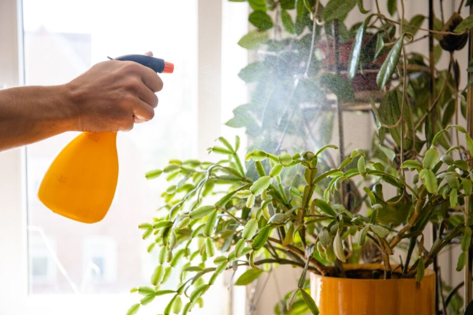 Oro drėgmė kambarinėms gėlėms