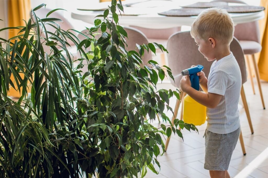 Oro drėgmė kambarinėms gėlėms 