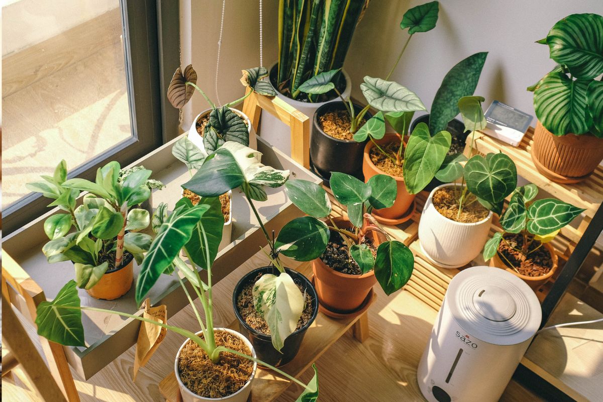 Gėlių laistymas per atostogas 1