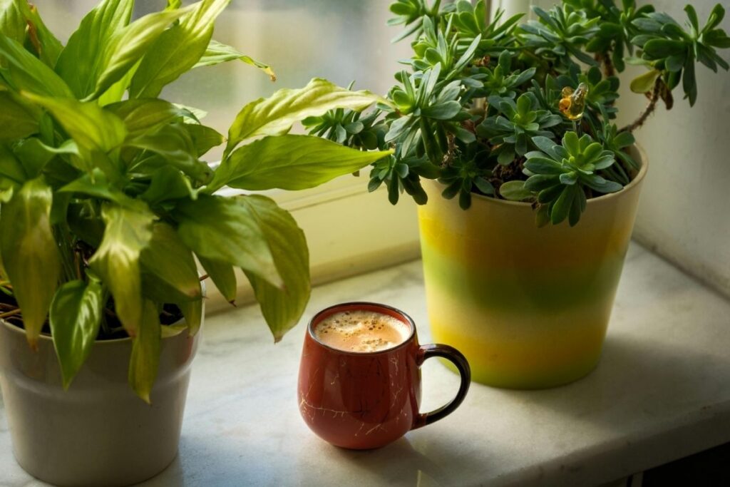 Kambarinių augalų priežiūra žiemą