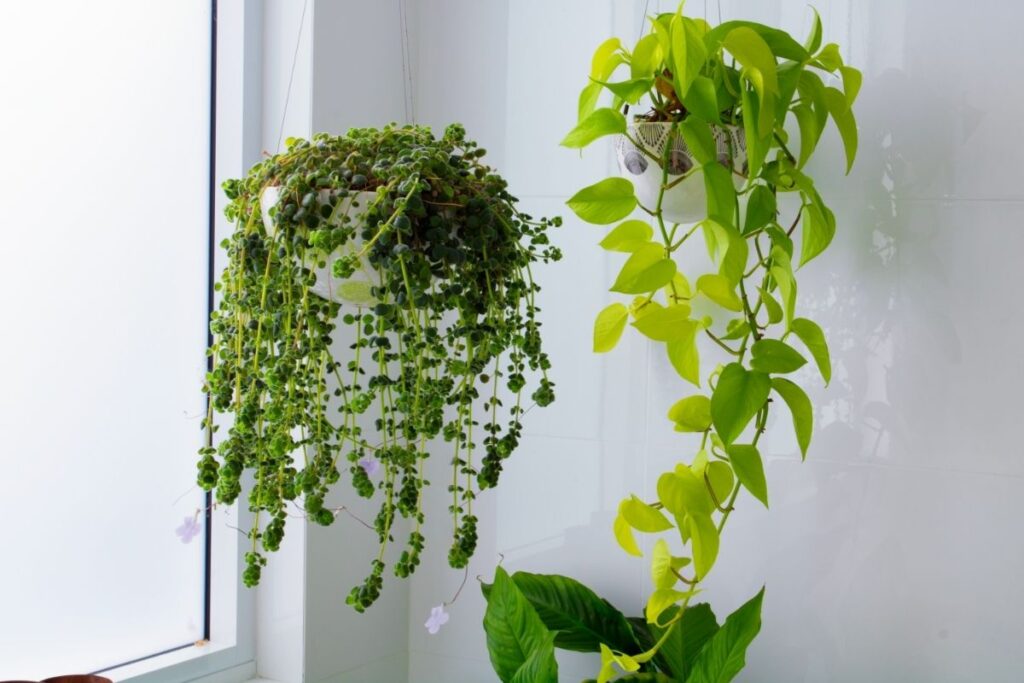 Kambarinių augalų priežiūra žiemą