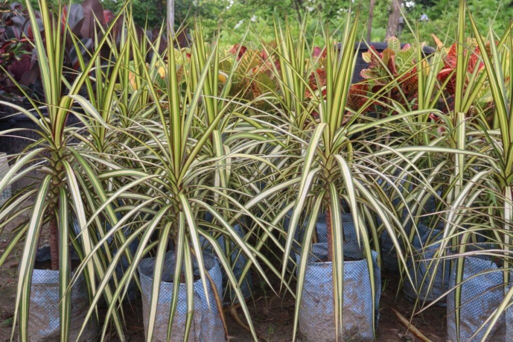 Dracena