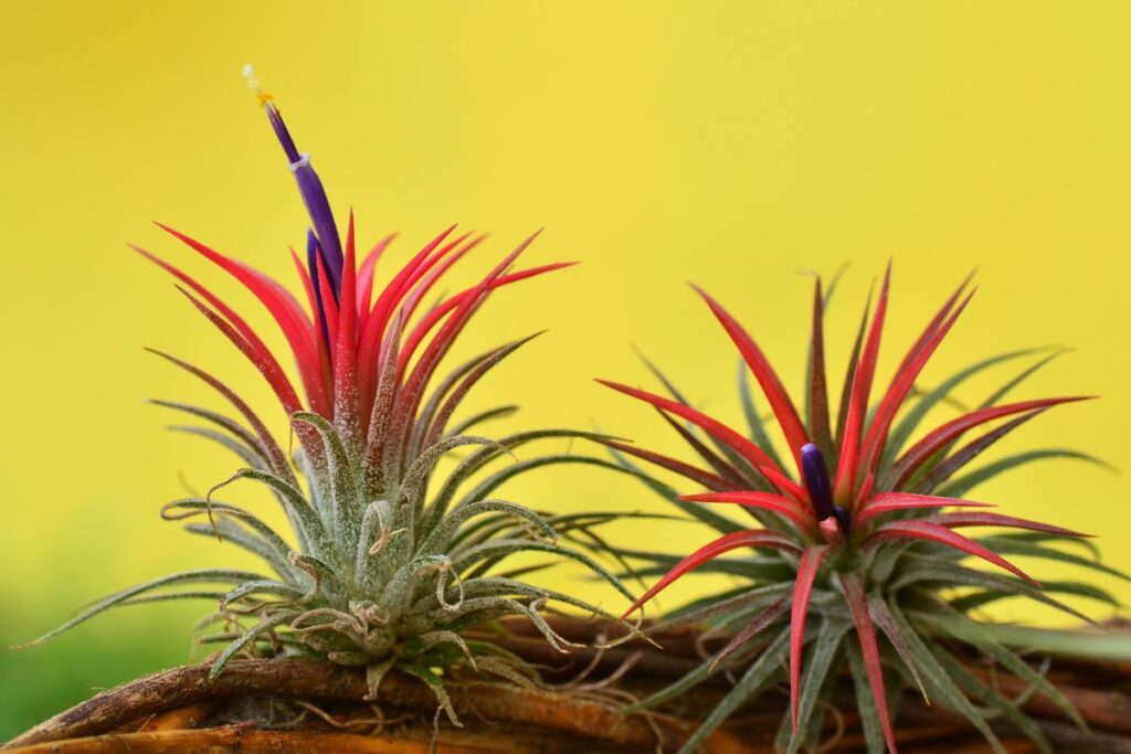 Tillandsia ionantha. Tilandsija