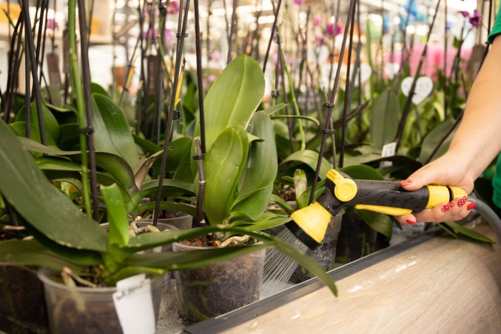 Ar žinote, kaip laistyti orchidėjas, kad jos nenustotų džiuginti savo žiedais?