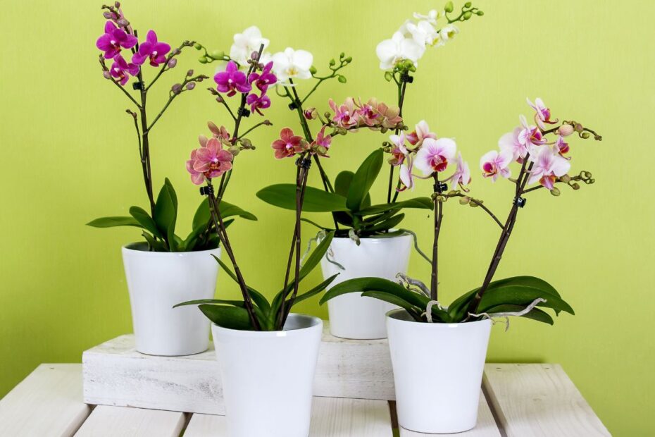 Ar žinote, kaip laistyti orchidėjas, kad jos nenustotų džiuginti savo žiedais?