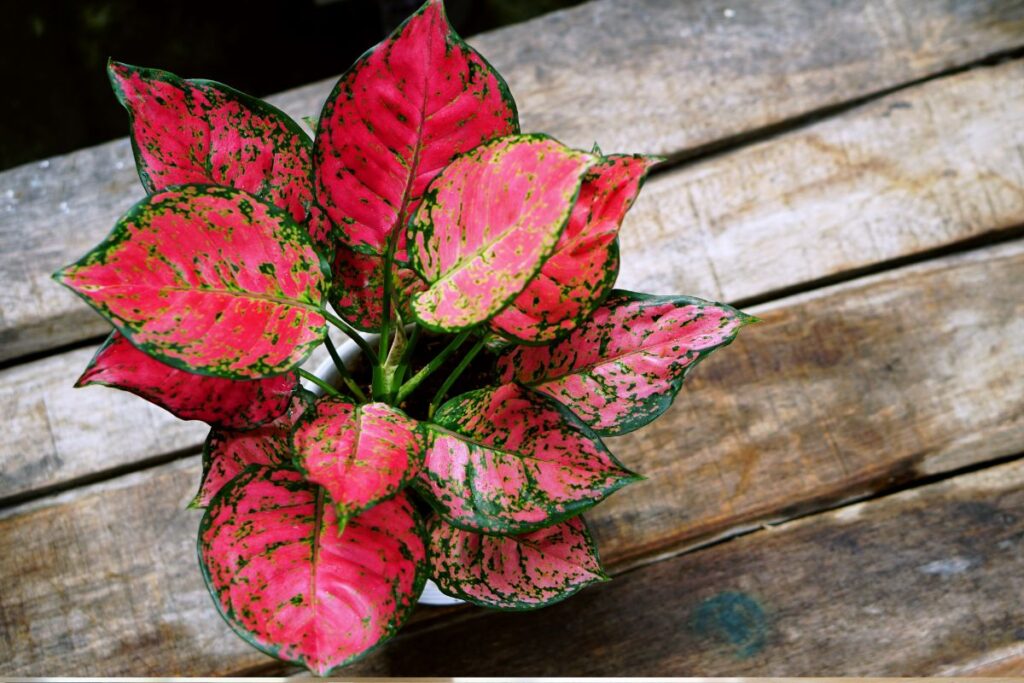 Augalai augantys vandenyje arba drėgnose vietose. Aglaonema