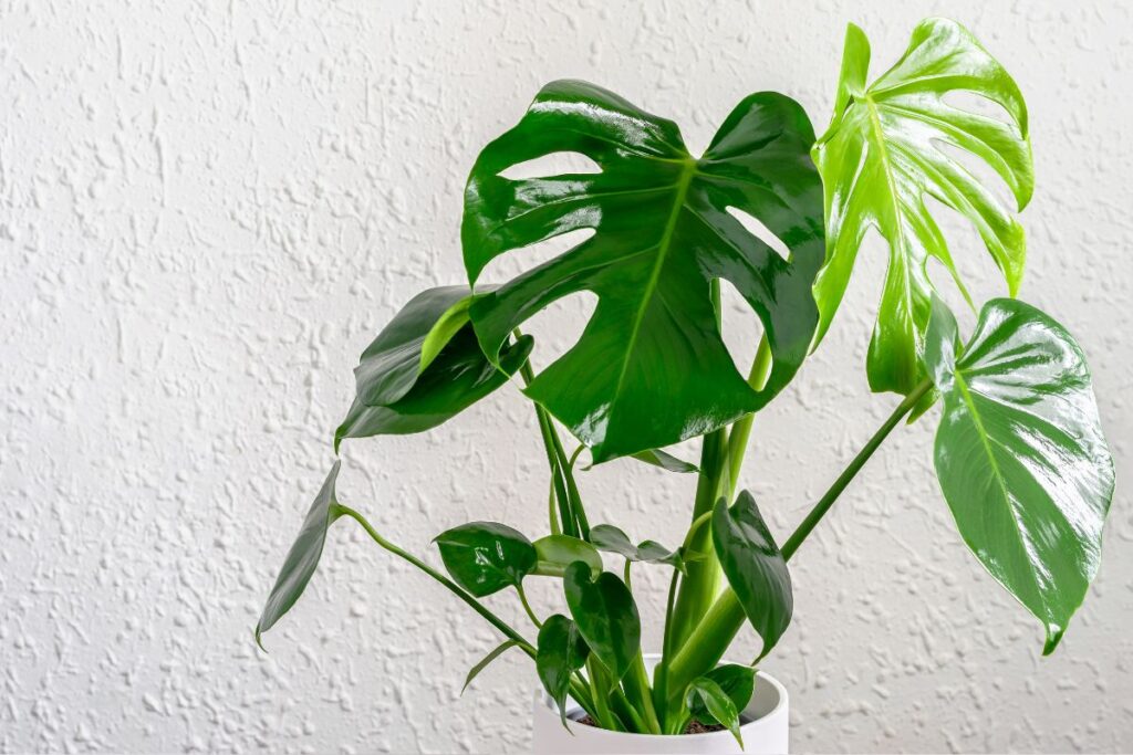 Augalai augantys vandenyje arba drėgnose vietose. Monstera