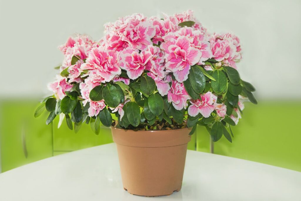 Nuodingos kambarinės gėlės: azalija