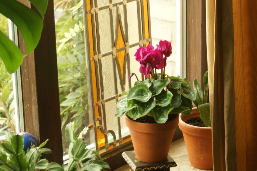 Ypač pavojingos nuodingos kambarinės gėlės