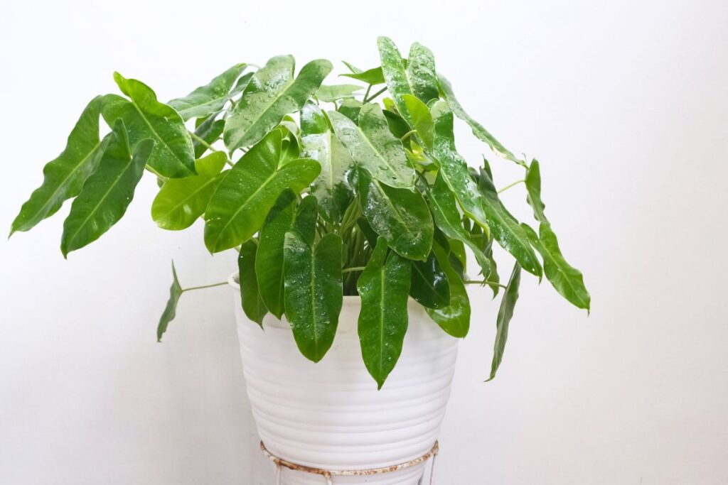 Nuodingos kambarinės gėlės: filodendras