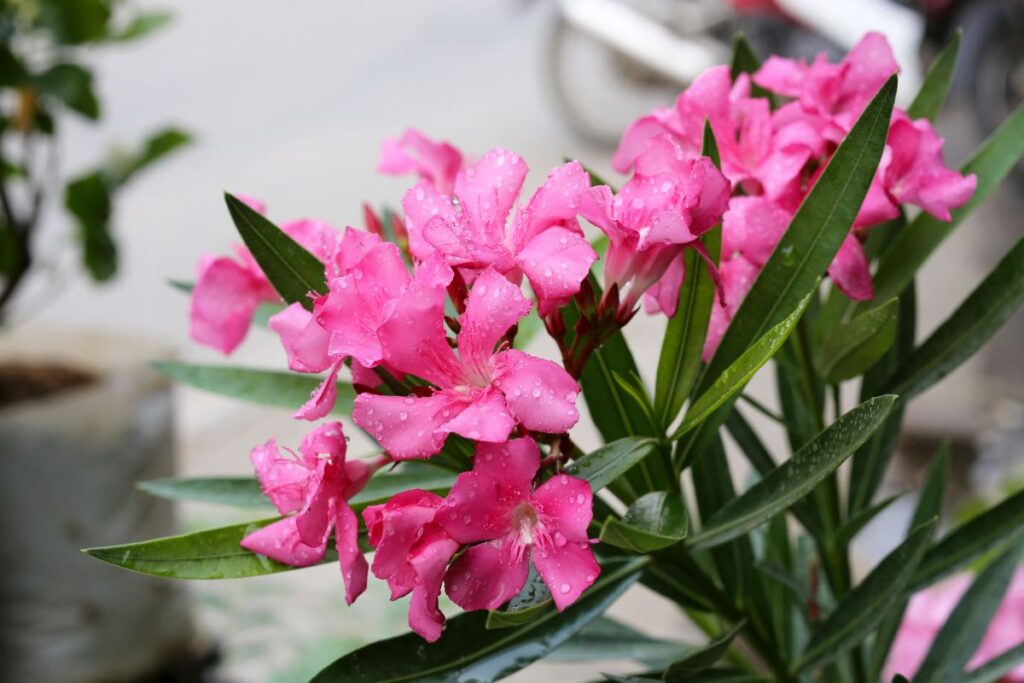 Ypač pavojingos nuodingos kambarinės gėlės