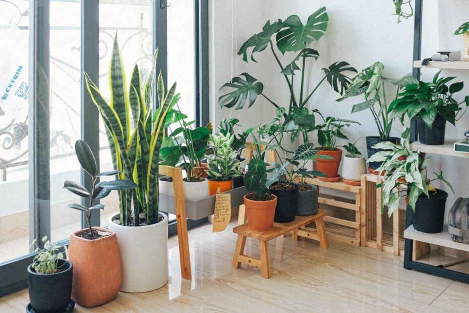 Nuodingos kambarinės gėlės